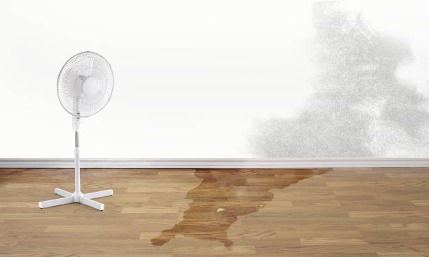 Best Water damage restoration near me  in Cut Bank, MT